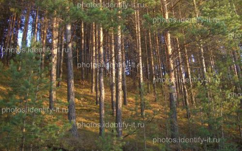 Сосновый лес освещенный солнцем осень 5