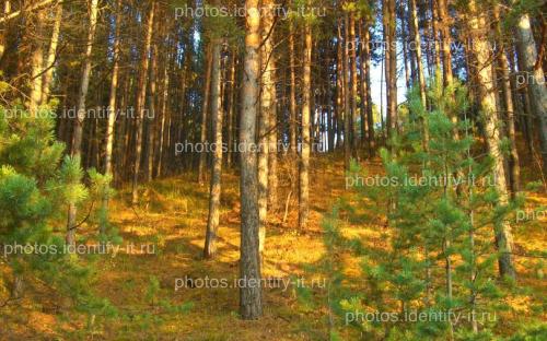 Сосновый лес освещенный солнцем осень