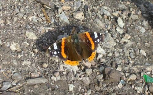 Оранжево-серо-коричневая бабочка на камнях