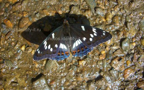 Бабочка с переливающейся синей окраской