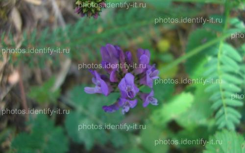 Фиолетовый лесной цветок 17