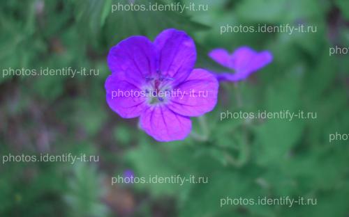 Фиолетовый лесной цветок 2