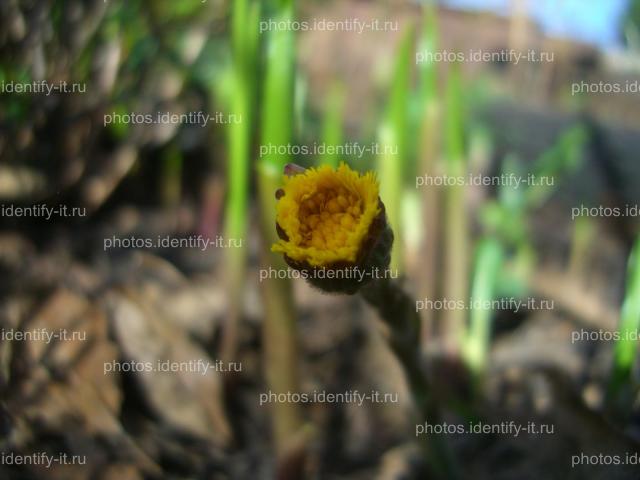 Желтый распускающийся цветок мать-и-мачехи