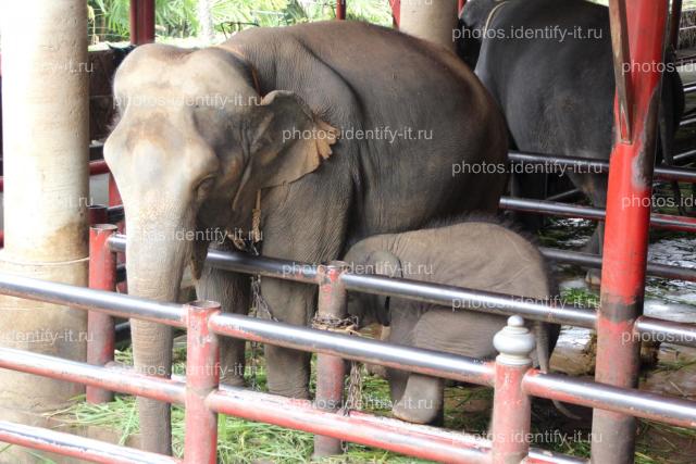 Слоны Таиланд