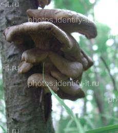 Светлые грибы на дереве 3