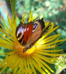 Красивая разноцветная бабочка на жёлтом цветке 8