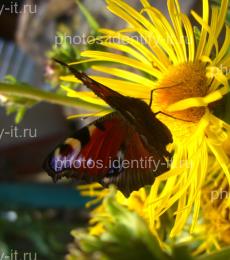 Красивая разноцветная бабочка на жёлтом цветке 7