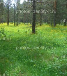 Сосновый лес цветение желтые цветы