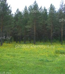 Сосновый лес цветение желтые цветы