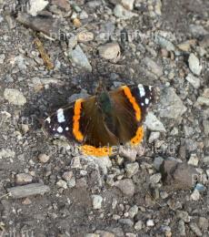 Оранжево-серо-коричневая бабочка на камнях 2
