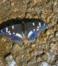 Бабочка с переливающейся синей окраской 2