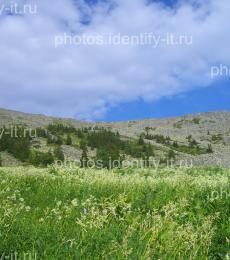 Пейзажи с цветущей кислянкой гора Иремель июнь