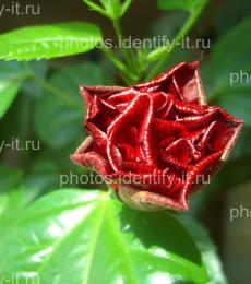 Цветок розы 4