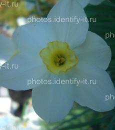 Белые с жёлтым цветы 6