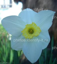 Белые с жёлтым цветы 7