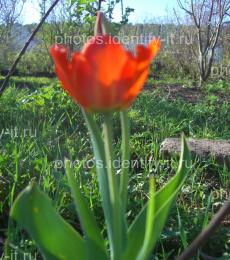 Цветок красного тюльпана 13