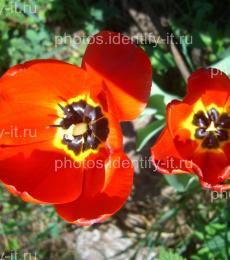 Цветок красного тюльпана 6