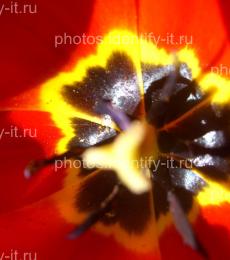 Цветок красного тюльпана 5