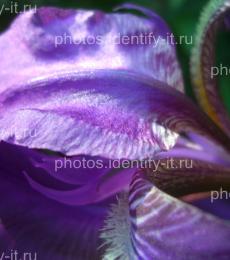 Фиолетовый цветок 5