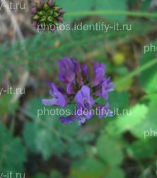 Фиолетовый лесной цветок 17