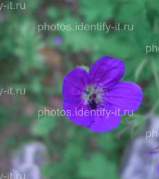 Фиолетовый лесной цветок 3