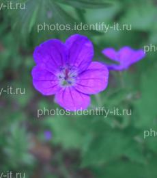Фиолетовый лесной цветок 2