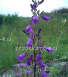 Фиолетовый лесной цветок 4
