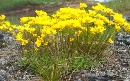 Жёлтые луговые цветы 10