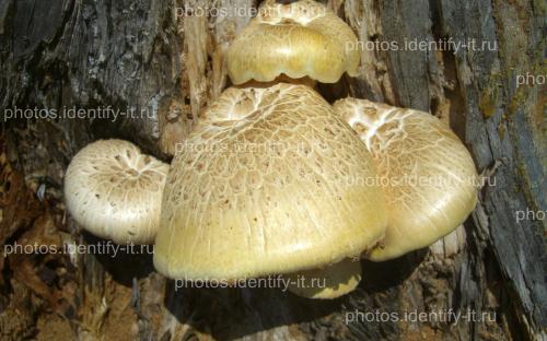 Светлые грибы на дереве 5