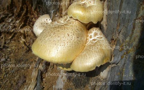 Светлые грибы на дереве