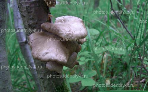 Светлые грибы на дереве 2