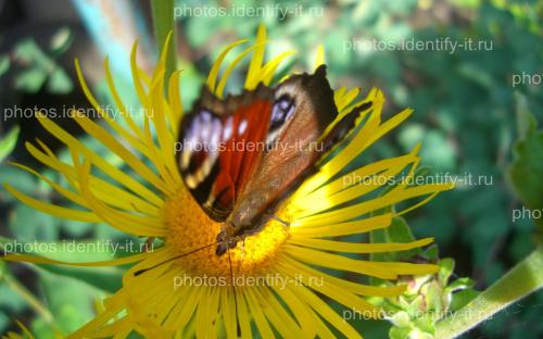 Красивая разноцветная бабочка на жёлтом цветке 8