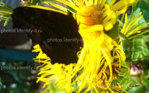 Красивая разноцветная бабочка на жёлтом цветке 6