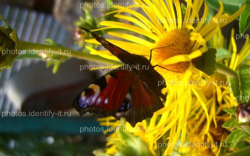 Красивая разноцветная бабочка на жёлтом цветке 7