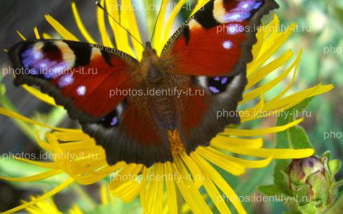 Красивая разноцветная бабочка на жёлтом цветке 4