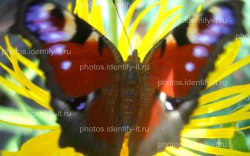 Красивая разноцветная бабочка на жёлтом цветке 2