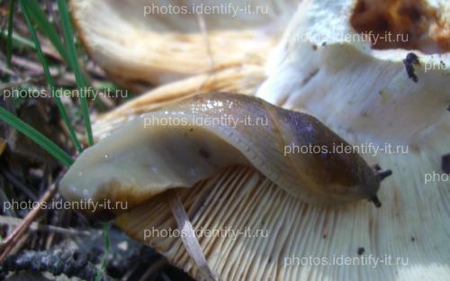 Большой слизень-улитка с гриба валуя