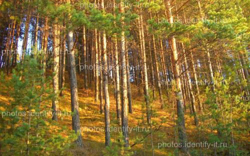 Сосновый лес освещенный солнцем осень 4