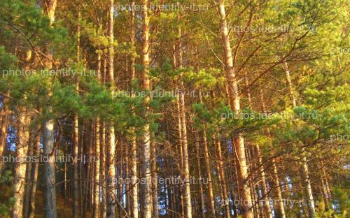 Сосновый лес освещенный солнцем осень 3