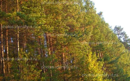 Сосновый лес освещенный солнцем осень 2