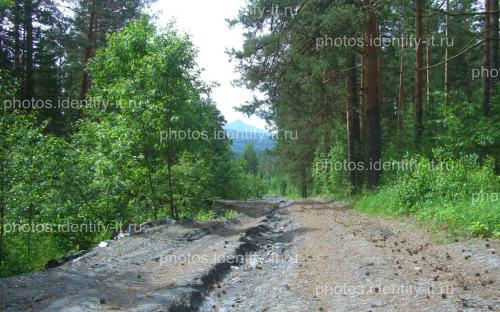 Виды по лесной дороге на гору Арвяк 2