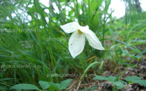Белый одиночный лесной цветок цветет в июне