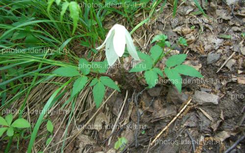 Белый одиночный лесной цветок цветет в июне 2