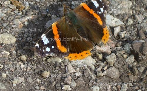 Оранжево-серо-коричневая бабочка на камнях 4