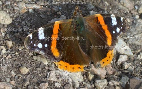 Оранжево-серо-коричневая бабочка на камнях 3