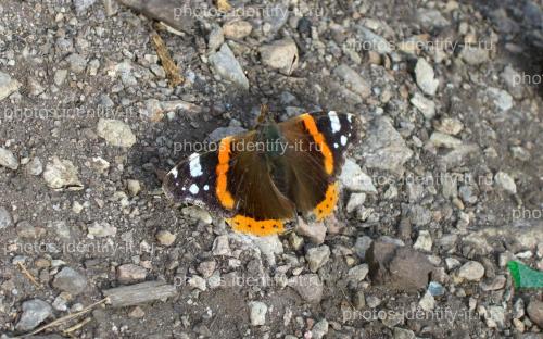 Оранжево-серо-коричневая бабочка на камнях 2