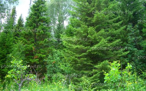 Хвойный ярко-зеленый лес Иремель