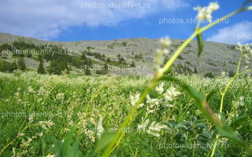 Пейзажи с цветущей кислянкой гора Иремель июнь