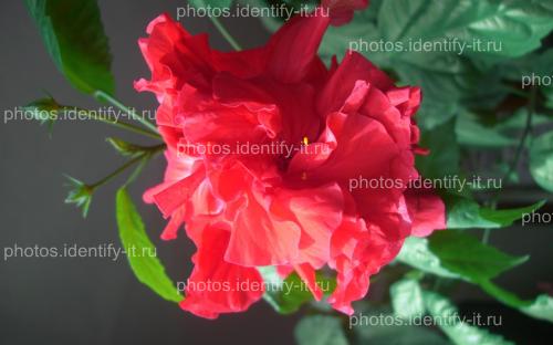 Цветок розы 1