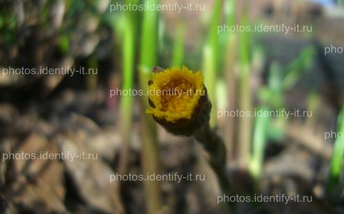 Желтый распускающийся цветок мать-и-мачехи